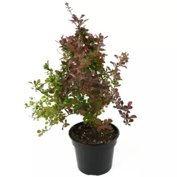 Барбарис Тунберга Atropurpurea 35-55 см
