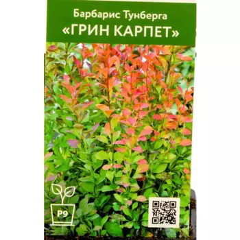 Барбарис Тунберга Грин Карпет 9 см h30 см