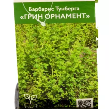 Барбарис Тунберга Грин Орнамент 9 см h30 см