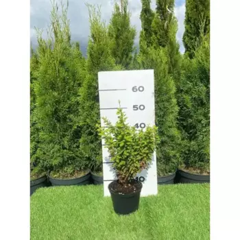 Барбарис Тунберга Эректа h20 - 40 см