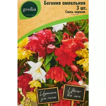 Бегония ампельная смесь окрасок Geolia 3 шт