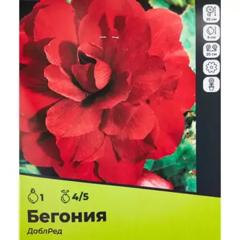 Бегония Дабл Ред луковицы 4/5