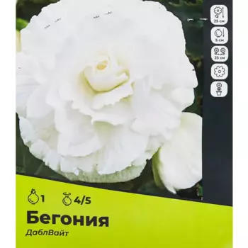 Бегония Дабл Вайт луковицы 4/5