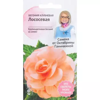 Бегония лососёвая 6 шт.