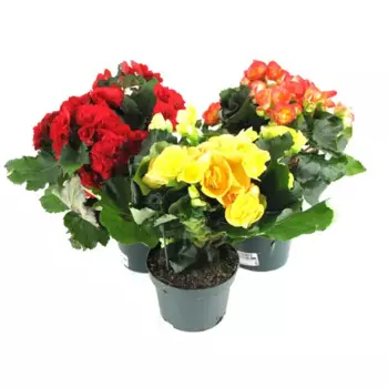 Бегония махровая 13 h30 см