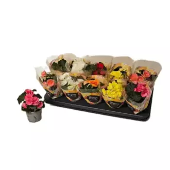 Бегония махровая 9 h20 см