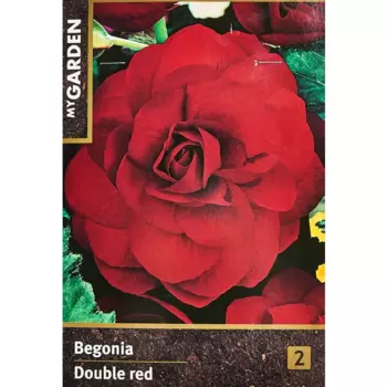 Бегония махровая красная 40 мм