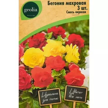 Бегония махровая смесь окрасок Geolia 3 шт