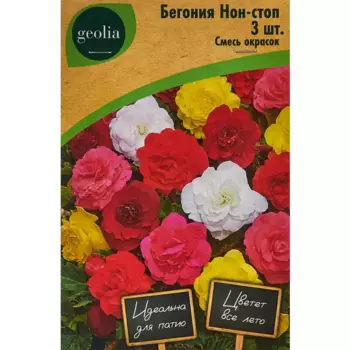 Бегония Нон-стоп смесь окрасок Geolia 3 шт