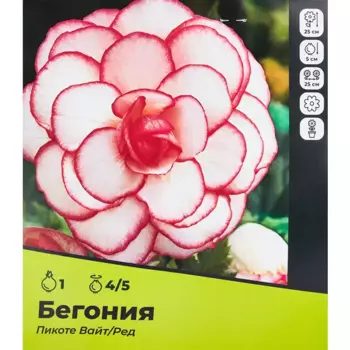 Бегония Пикоте Вайт/Ред луковицы 4/5