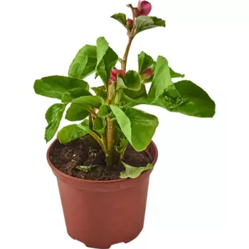 Бегония вечноцветущая 10 h20 см