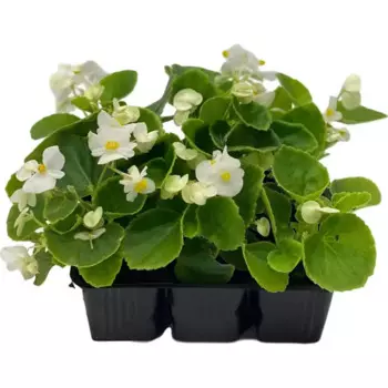 Бегония вечноцветущая 6 ячеек