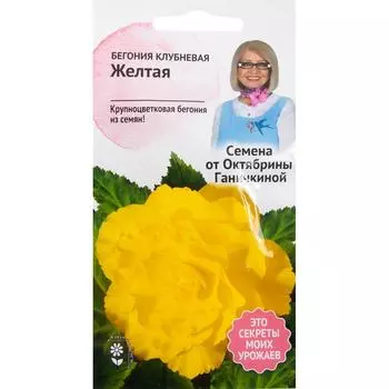 Бегония жёлтая 6 шт.