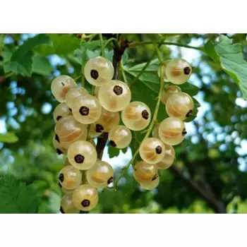 Белая смородина Весальская 10 h20 - 40 см