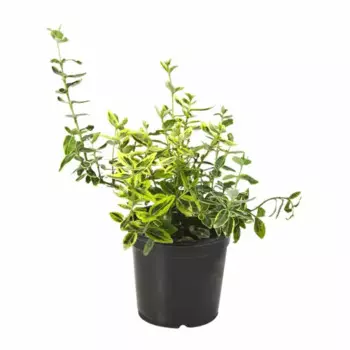 Бересклет 12 h25 см