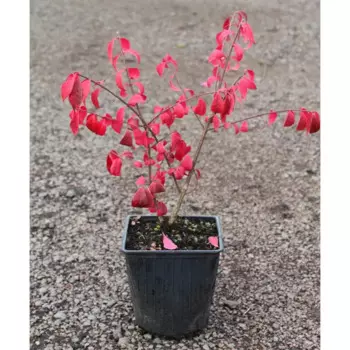 Бересклет Европейский 15 h35 см