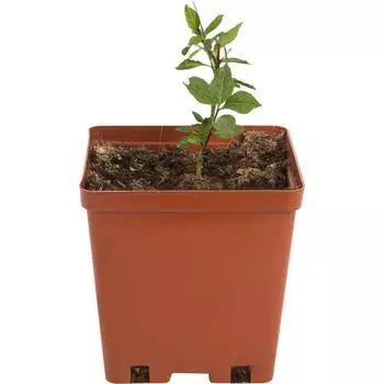 Бересклет европейский 15x40 см