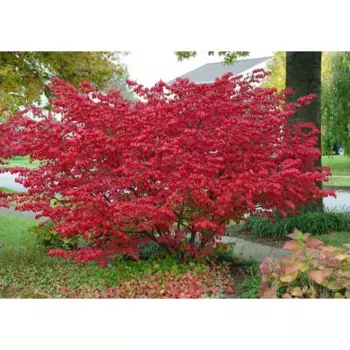 Бересклет европейский 17 h30 см