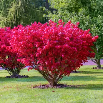 Бересклет европейский 19 h40 - 60 см