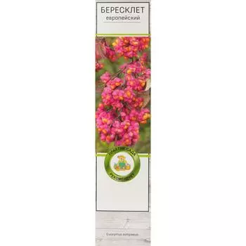 Бересклет Европейский