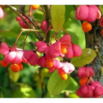 Бересклет европейский 9x60 см