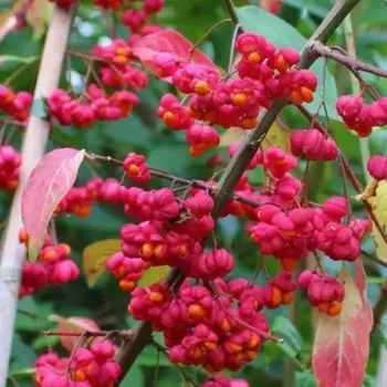 Бересклет Европейский h39 см