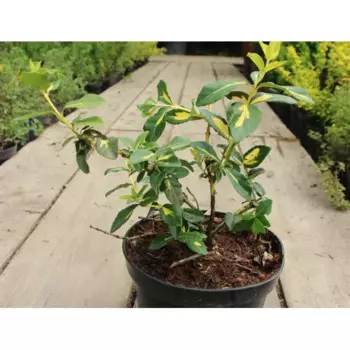 Бересклет h30 - 40 см