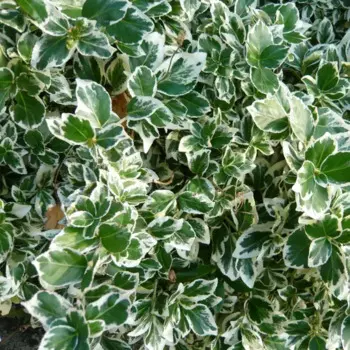 Бересклет микс 12 h30 см