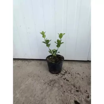 Бересклет Японский 19 h20 - 30 см