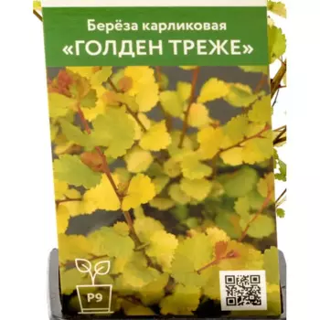 Береза Голден Треже 9 см h35 см