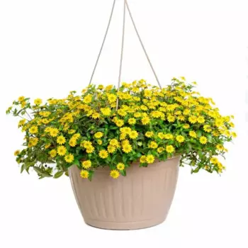 Биденс микс в кашпо 21 h50 см