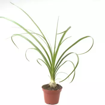 Бокарнея 12 h25 см