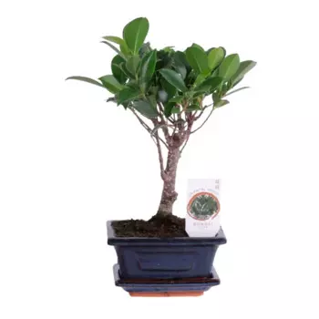 Бонсай микс 12 h20 см