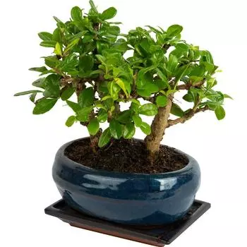 Бонсай микс d17 h25