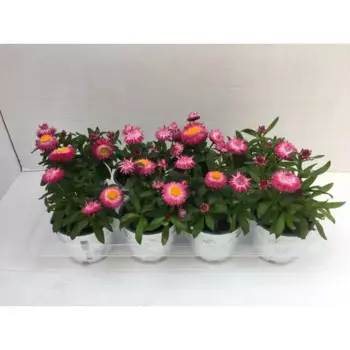 Брактеанта 12x35 см