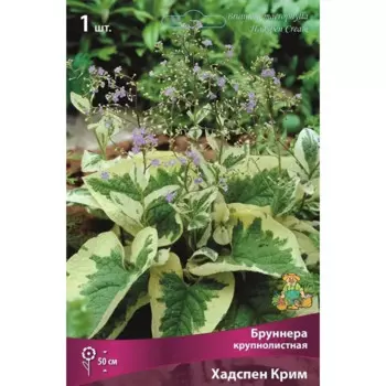 Бруннера крупнолистная Хадспен Крим