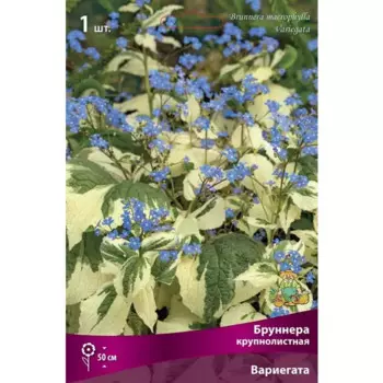 Бруннера крупнолистная Вариегата