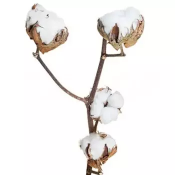 Букет Госсипиум 1 шт.