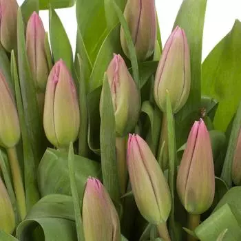 Букет «Тюльпаны» 25 шт.