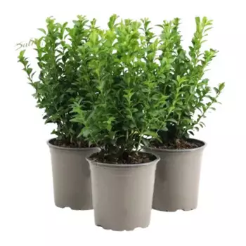 Буксус 13 h35 см