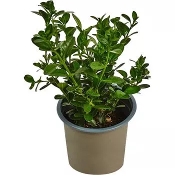 Буксус (самшит) 9x20 см