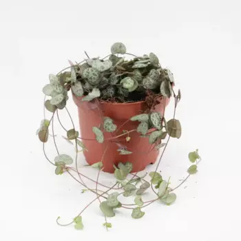 Цэропегия 12 h30 см