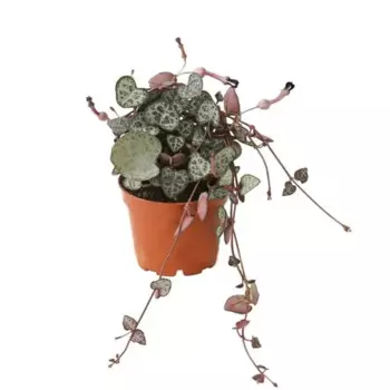 Церопегия 6 h8 см