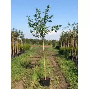 Черемуха Маака 36 h250 - 300 см