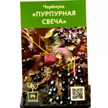 Черемуха Пурпурная свеча 9 см h50 см