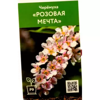 Черемуха Розовая мечта 9 см h50 см
