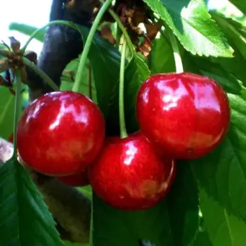 Черешня «Бычье сердце» C7 высота 150-180 см