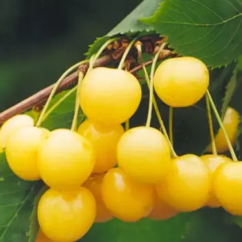 Черешня Чермашная 22 h125 см