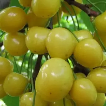 Черешня «Дрогана жёлтая» C7 высота 150-180 см