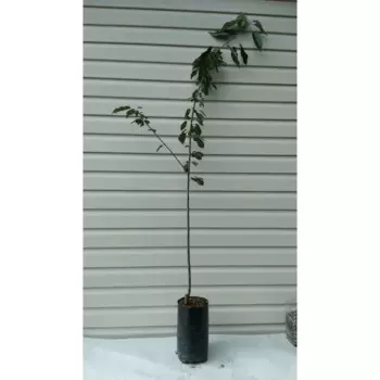 Черешня двухлетняя Ипуть 25 см h150 см